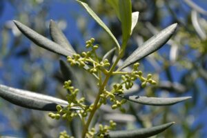 olive tree flowers, olivo, olive branches
