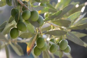 olives, oil, olive, fruit, mediterranean, branch, vegetale, leaves, green, nature, olivo, oelfrucht