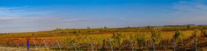 autumn, vineyards, panorama, landscape, autumn, vineyards, panorama, panorama, panorama, panorama, panorama, landscape, landscape