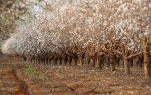 almond trees, orchard, avenue, trees, row of trees, path, trail, landscape, nature