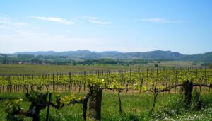 vineyards, landscape, panorama, palatinate, vineyards, vineyards, vineyards, vineyards, vineyards