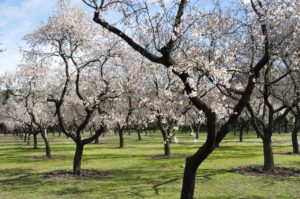 almond trees, flowers, spring, yard, park, beautiful, nature, trees, flower wallpaper, beauty, field, almond blossoms, white flowers, mediterranean, march, beautiful flowers, flowering, mediterranean countryside, almond trees, almond trees, march, march, march, flower background, march, march