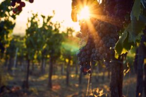 italy, nature, tuscany, vineyards, wine, grapes, sunset, backlighting, green, landscape, heaven, summer, vacations, panorama