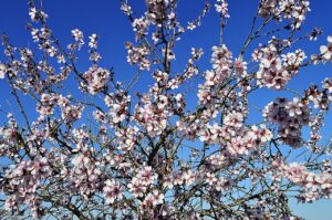 almond blossoms, flowering, flowery branch, almond blossom, nature, spring, flowering almond trees, white flowers, almond tree nature, february