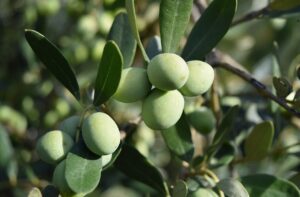 olivo, olive trees, olives, mediterranean, alimentari, food, oil, green, olive, olive grove, agriculture, olives, olive, olive, olive, olive, olive