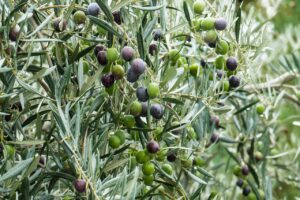 olive, green, olives, fruit, nature, olive grove, vegetable, tree, funds, oil, harvest, olive, olive, olive, olive, olive, olives, olives, olives