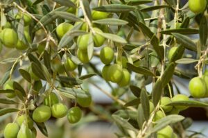 olives, fruit, abundance, loaded, olive, olives, olives, olives, abundance, abundance, abundance, abundance, abundance, olive, olive, olive